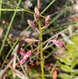 Dipodium variegatum at Wallum - suppressed