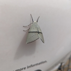 Gastrophora henricaria (Fallen-bark Looper, Beautiful Leaf Moth) at Jedbinbilla - 9 Dec 2023 by Mungo