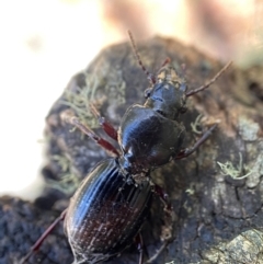 Unidentified Carab beetle (Carabidae) at Cotter River, ACT - 5 Dec 2023 by AJB