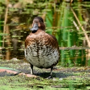 Aythya australis at Jerrabomberra Wetlands - 12 Dec 2023 10:28 AM