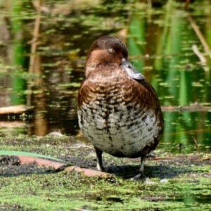 Aythya australis at Jerrabomberra Wetlands - 12 Dec 2023