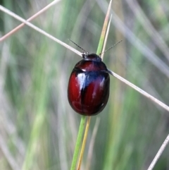 Paropsisterna erudita (Erudita leaf beetle) at Cotter River, ACT - 5 Dec 2023 by AJB