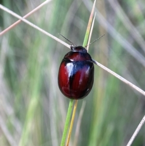 Paropsisterna erudita at Lower Cotter Catchment - 5 Dec 2023