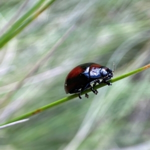 Paropsisterna erudita at Lower Cotter Catchment - 5 Dec 2023