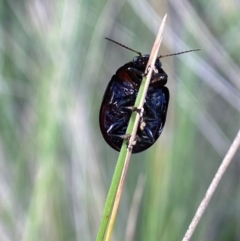 Paropsisterna erudita at Lower Cotter Catchment - 5 Dec 2023