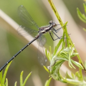 Austroargiolestes sp. (genus) at Gibraltar Pines - 24 Nov 2023