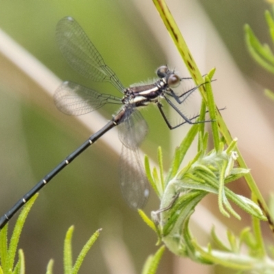 Austroargiolestes sp. (genus) (Flatwing) at Gibraltar Pines - 24 Nov 2023 by SWishart