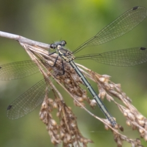 Griseargiolestes intermedius at Gibraltar Pines - 24 Nov 2023