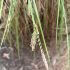 Carex gaudichaudiana (Fen Sedge) at Bendoura, NSW - 1 Nov 2023 by JaneR