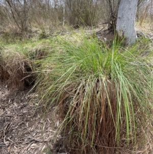 Carex gaudichaudiana at QPRC LGA - 1 Nov 2023 01:26 PM