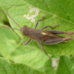 Rhitzala modesta (Short winged heath grasshopper) at Charleys Forest, NSW - 12 Dec 2023 by arjay