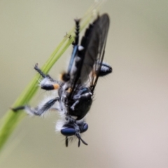 Thereutria sp. (genus) (Robber fly) at Rendezvous Creek, ACT - 24 Nov 2023 by SWishart