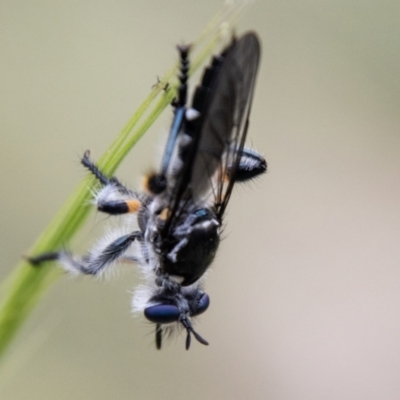 Unidentified Robber fly (Asilidae) at Namadgi National Park - 24 Nov 2023 by SWishart