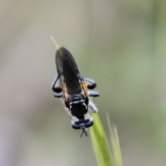 Laphria sp. (genus) at Namadgi National Park - 24 Nov 2023 11:03 AM