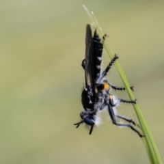 Laphria sp. (genus) at Namadgi National Park - 24 Nov 2023