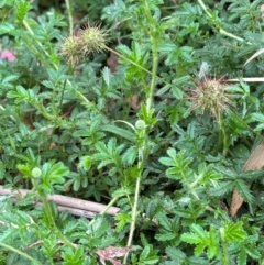 Acaena novae-zelandiae (Bidgee Widgee) at Kambah, ACT - 12 Dec 2023 by lbradley