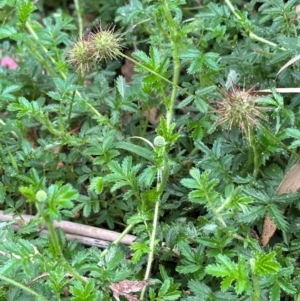 Acaena novae-zelandiae at Tidbinbilla Nature Reserve - 12 Dec 2023