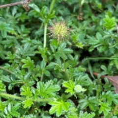 Acaena novae-zelandiae at Tidbinbilla Nature Reserve - 12 Dec 2023