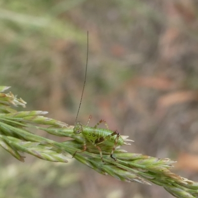 Caedicia simplex (Common Garden Katydid) at Charleys Forest, NSW - 11 Dec 2023 by arjay