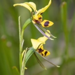 Diuris sulphurea (Tiger Orchid) at Rendezvous Creek, ACT - 24 Nov 2023 by SWishart