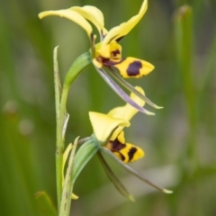 Diuris sulphurea (Tiger Orchid) at Namadgi National Park - 24 Nov 2023 by SWishart