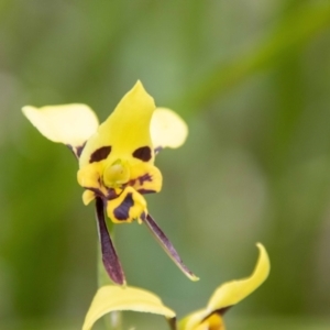 Diuris sulphurea at Namadgi National Park - suppressed