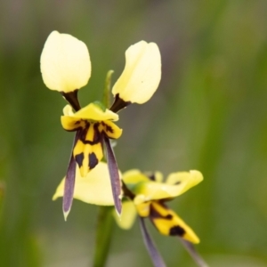 Diuris sulphurea at Namadgi National Park - suppressed