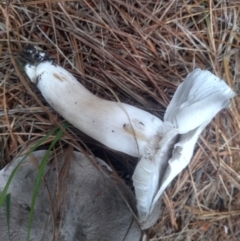 Tricholoma terreum (Grey Knight or Dirty Tricholoma) at Steeple Flat, NSW - 11 Dec 2023 by mahargiani