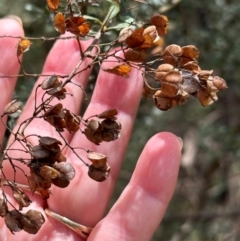 Bursaria spinosa subsp. lasiophylla (Australian Blackthorn) at Kambah, ACT - 12 Dec 2023 by lbradley