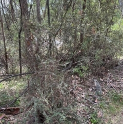 Bursaria spinosa subsp. lasiophylla at Kambah, ACT - 12 Dec 2023