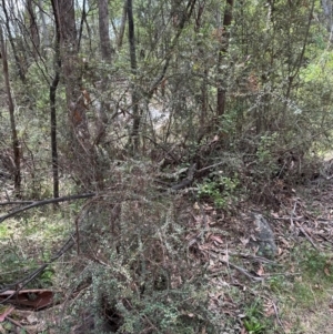 Bursaria spinosa subsp. lasiophylla at Kambah, ACT - 12 Dec 2023