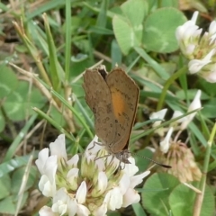 Paralucia aurifera (Bright Copper) at Charleys Forest, NSW - 11 Dec 2023 by arjay