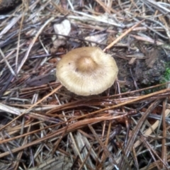 Inocybe sp. (Inocybe) at Glenbog State Forest - 11 Dec 2023 by mahargiani