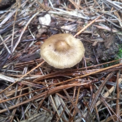 Inocybe sp. (Inocybe) at Glenbog State Forest - 12 Dec 2023 by mahargiani