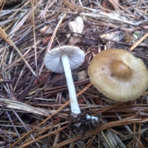 Inocybe sp. at Glenbog State Forest - 12 Dec 2023