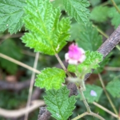 Rubus parvifolius (Native Raspberry) at Kambah, ACT - 12 Dec 2023 by lbradley