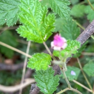 Rubus parvifolius at Tidbinbilla Nature Reserve - 12 Dec 2023