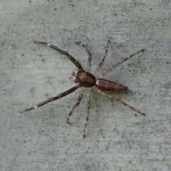 Helpis minitabunda (Threatening jumping spider) at Charleys Forest, NSW - 10 Dec 2023 by arjay