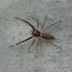 Helpis minitabunda (Threatening jumping spider) at QPRC LGA - 11 Dec 2023 by arjay