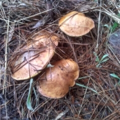 Suillus sp. (A bolete ) at Glenbog State Forest - 12 Dec 2023 by mahargiani