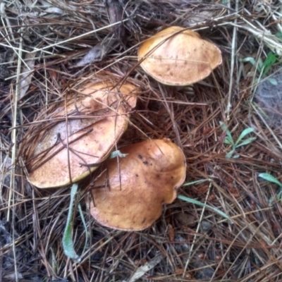 Suillus sp. (A bolete ) at Glenbog State Forest - 11 Dec 2023 by mahargiani