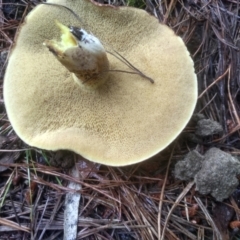 Suillus sp. at Glenbog State Forest - 12 Dec 2023