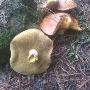 Suillus sp. at Glenbog State Forest - 12 Dec 2023 08:32 AM