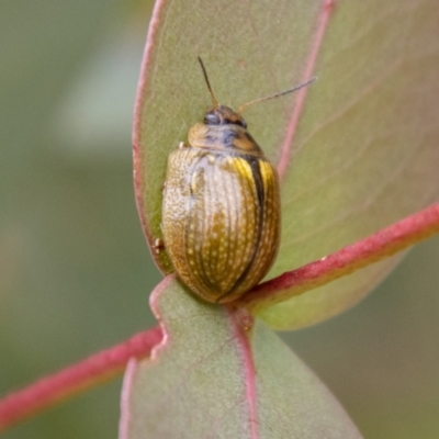 Paropsisterna agricola (Eucalyptus leaf beetle) at Gibraltar Pines - 24 Nov 2023 by SWishart