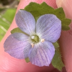 Veronica calycina (Hairy Speedwell) at Kambah, ACT - 12 Dec 2023 by lbradley