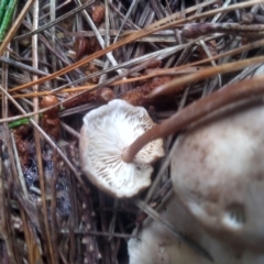 zz agaric (stem; gills white/cream) at Glenbog State Forest - 11 Dec 2023 by mahargiani