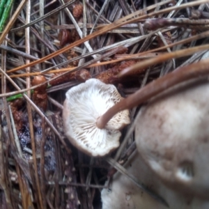 zz agaric (stem; gills white/cream) at Glenbog State Forest - 12 Dec 2023 08:43 AM