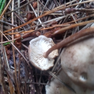 zz agaric (stem; gills white/cream) at Glenbog State Forest - 12 Dec 2023