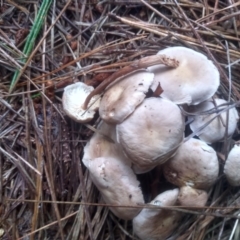 zz agaric (stem; gills white/cream) at Glenbog State Forest - 12 Dec 2023 08:43 AM