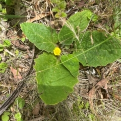 Cymbonotus sp. (preissianus or lawsonianus) (Bears Ears) at Tidbinbilla Nature Reserve - 12 Dec 2023 by lbradley